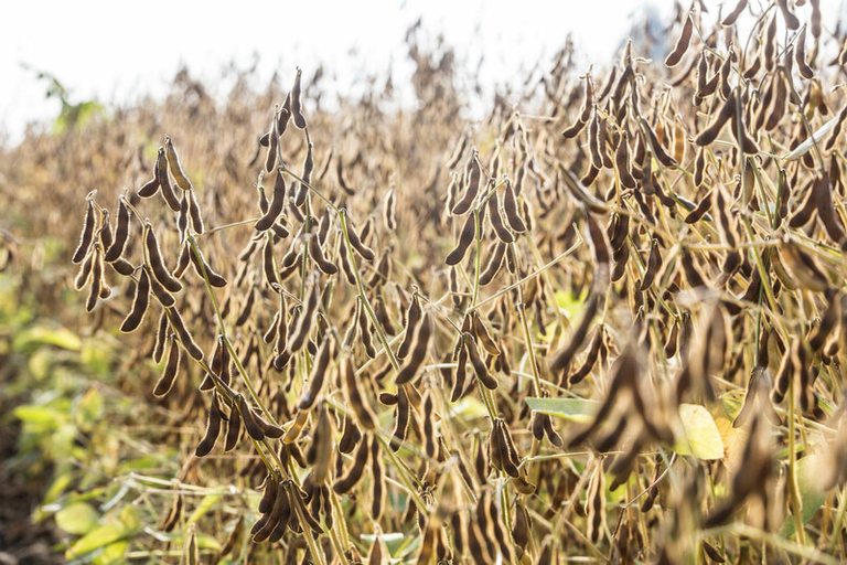 Premier soja récolté en Flandres