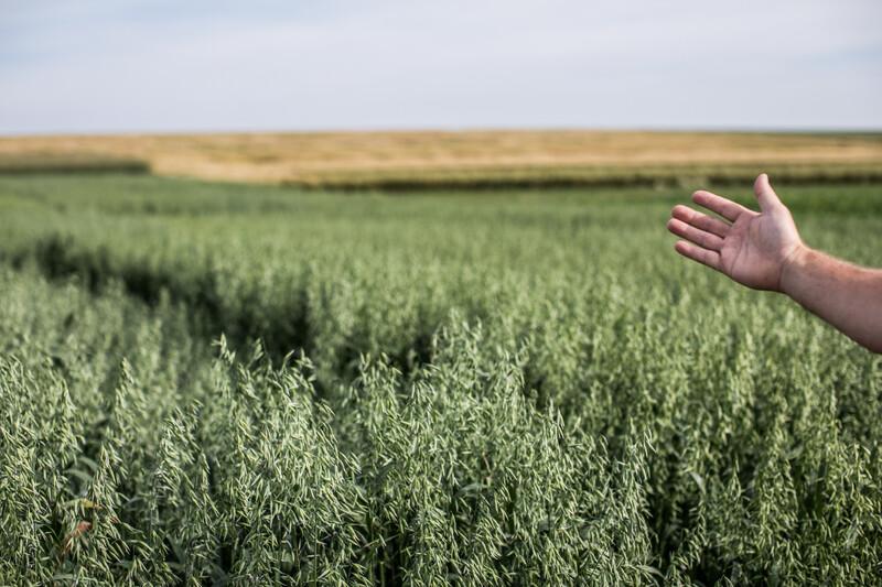 Comment les régimes à base de végétales contribuent à rééquilibrer le cycle de l’azote