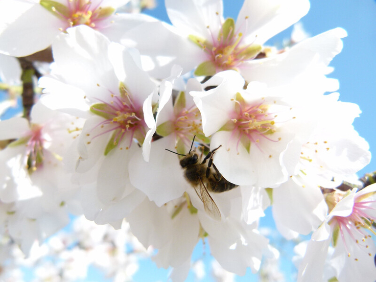 Der 20. Mai – ein besonderer Tag für die Bienen