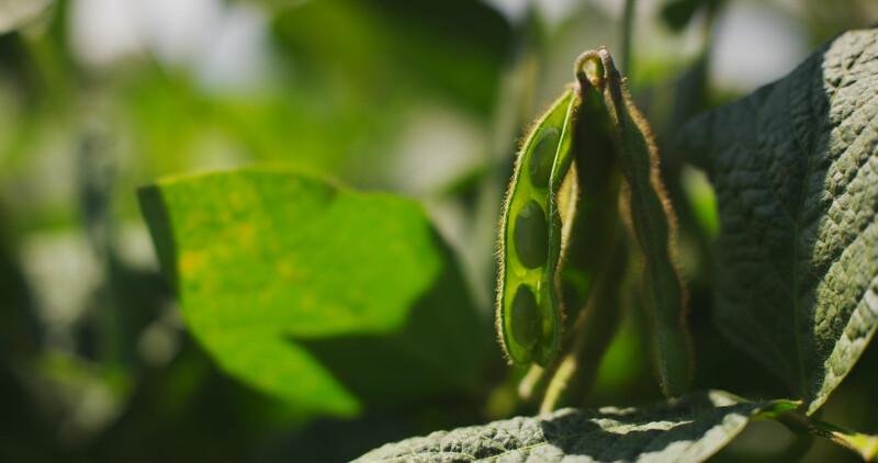 Premier soja flamand bientôt recolté
