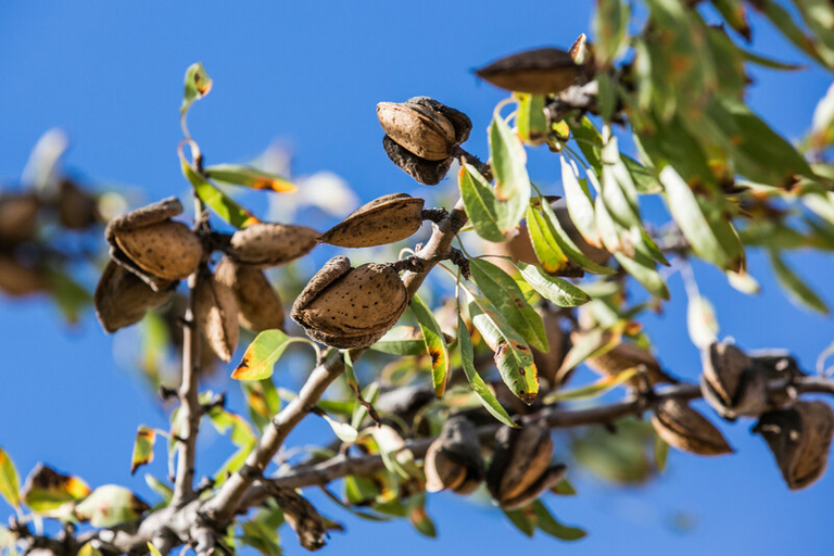 Une alimentation plus végétale pourrait faire économiser plus d’un milliard aux pouvoirs publics
